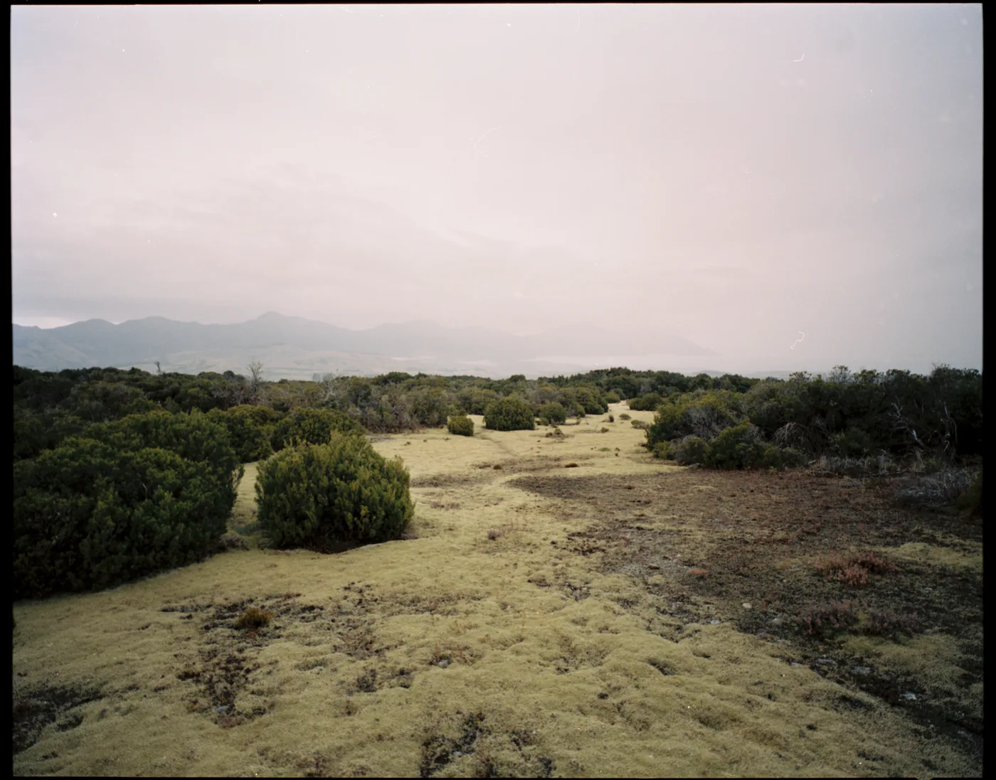 Yellow-green moss and low shrubs stretching to hazy mountains under a pale sky.