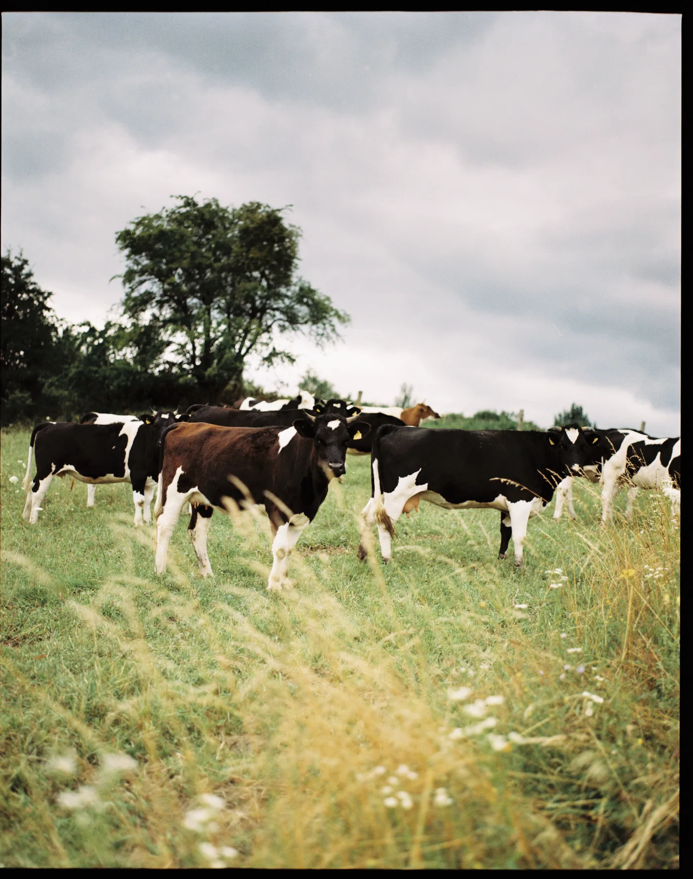 Black-and-white cows in a meadow of tall grass beneath a tree and a cloudy sky.