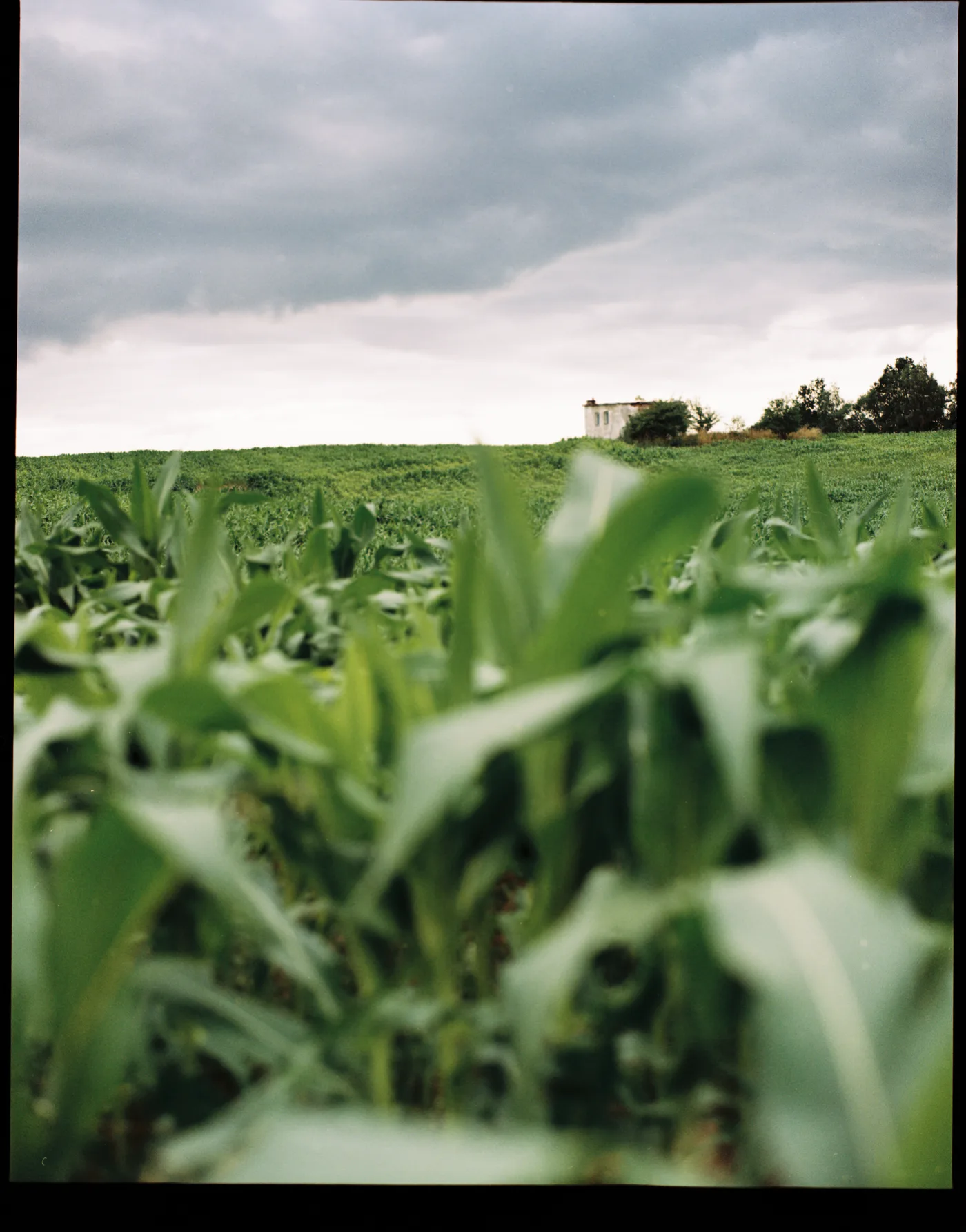 A field of young maize under a grey sky, a farmhouse and trees on the horizon.
