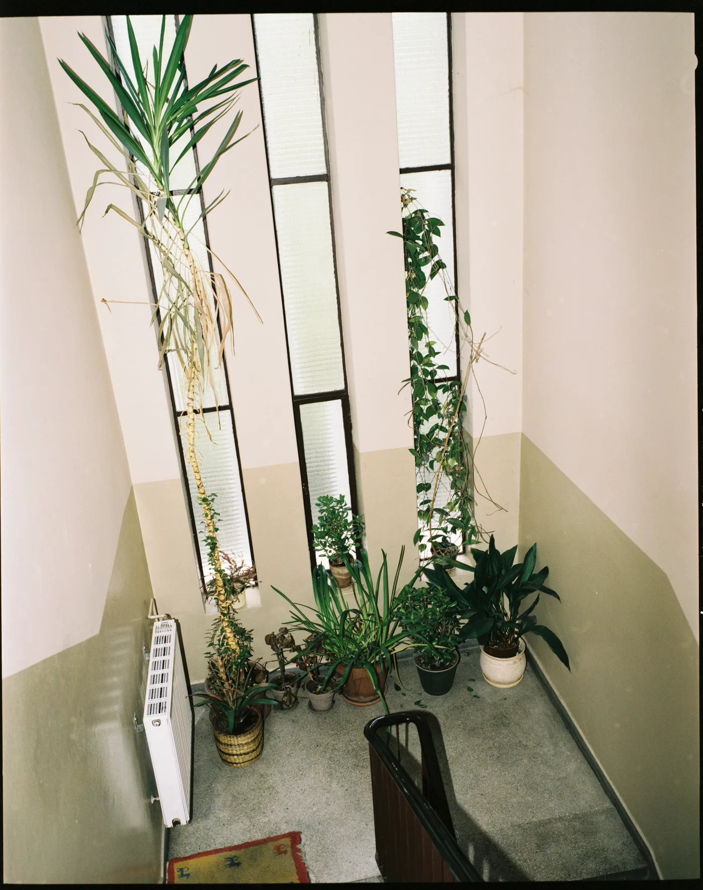 A stairwell seen from above: tall narrow windows, a yucca and climbing ivy, pots of plants on the landing.